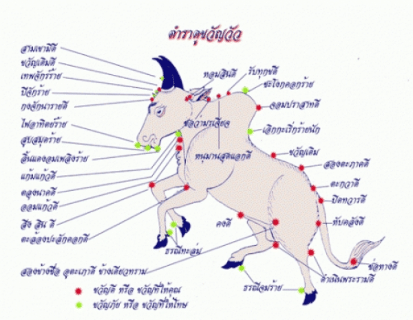 สายพันธุ์กระทิงสู้วัวชื่อดัง