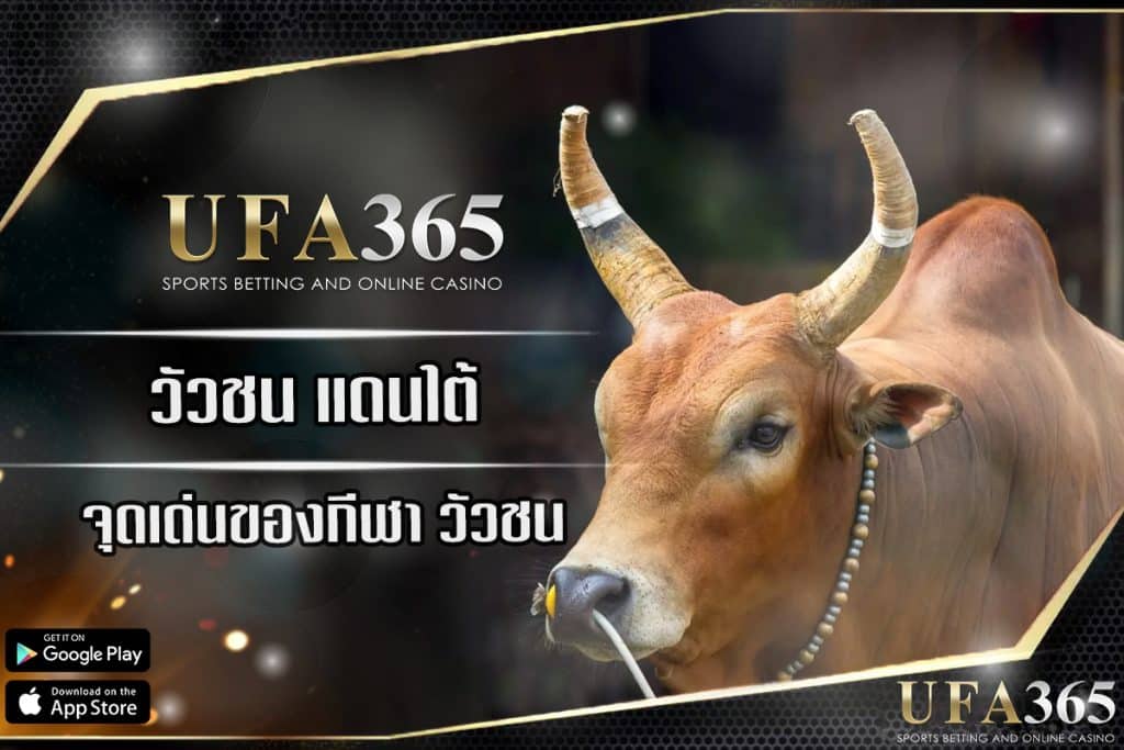 เดิมพันกีฬาสู้วัวกระทิงแบบดั้งเดิมผ่าน UFABET