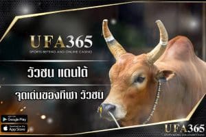 เดิมพันกีฬาสู้วัวกระทิงแบบดั้งเดิมผ่าน UFABET